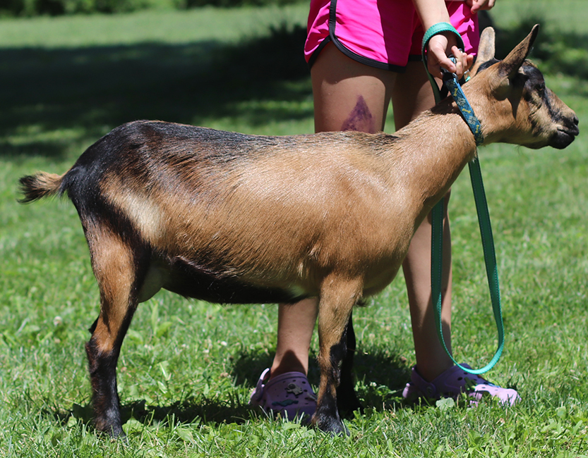 Lesperance Burrito of Doom 
